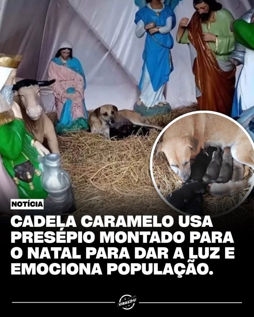 Uma cadela vira-lata escolhe um local inusitado e simbólico para dar à luz… no Instagram.